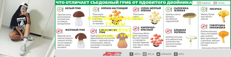 Галлюциногенные грибы GOLDEN TEACHER  Кашин 